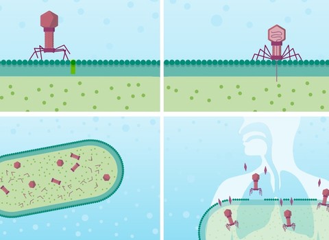Photo de Les phages : un complément possible en cas d’infections chroniques et résistantes aux antibiotiques